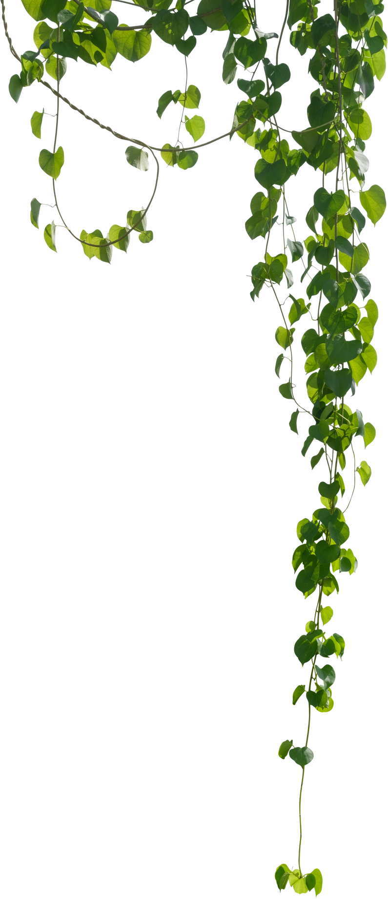 Vine Plant, Green Leaves